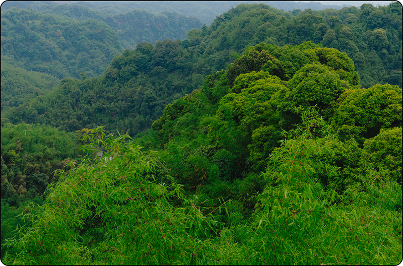 Vibrant green forest and trees